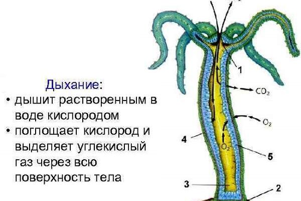 Как попасть на кракен